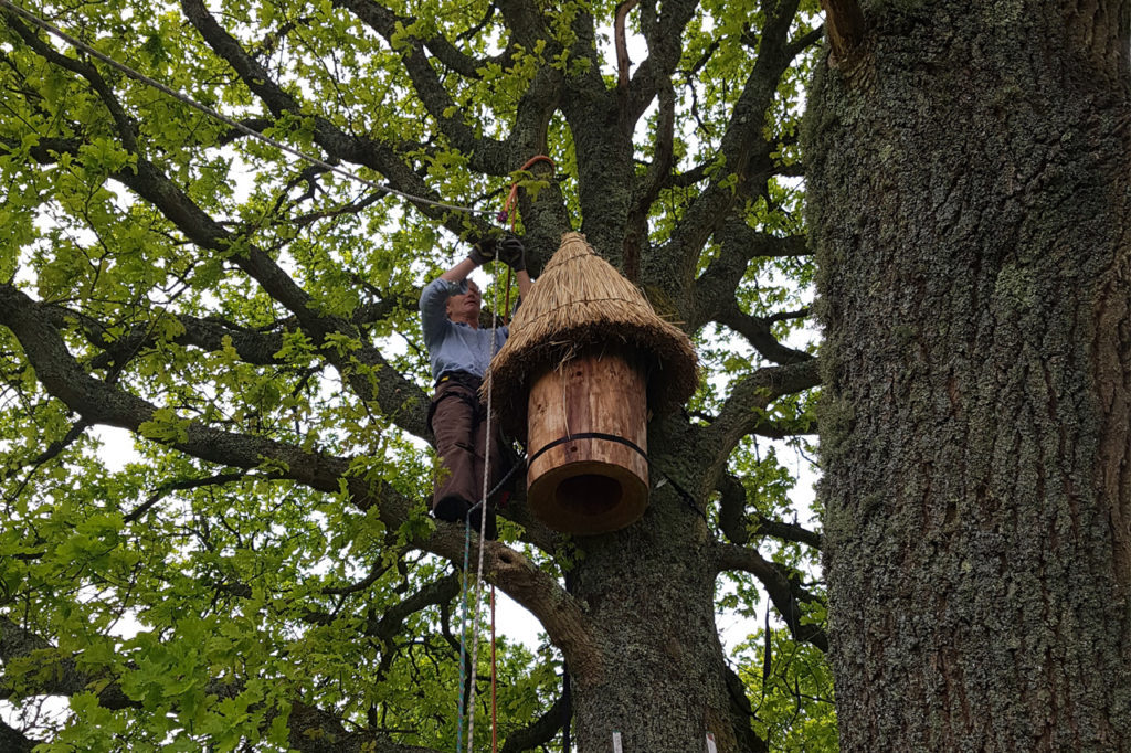 Beehive Hanging In Tree | Marian Boswall Landscape Architects