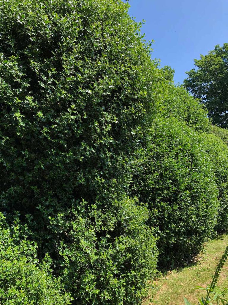 Cloud Pruned Holly Hedge – Marian Boswall Landscape Architects