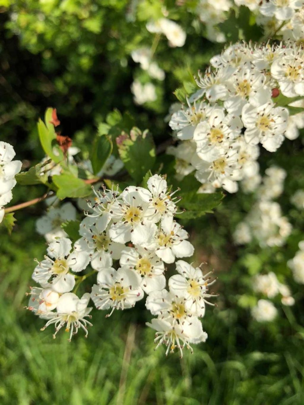 Hawthorn Hedge – Marian Boswall Landscape Architects