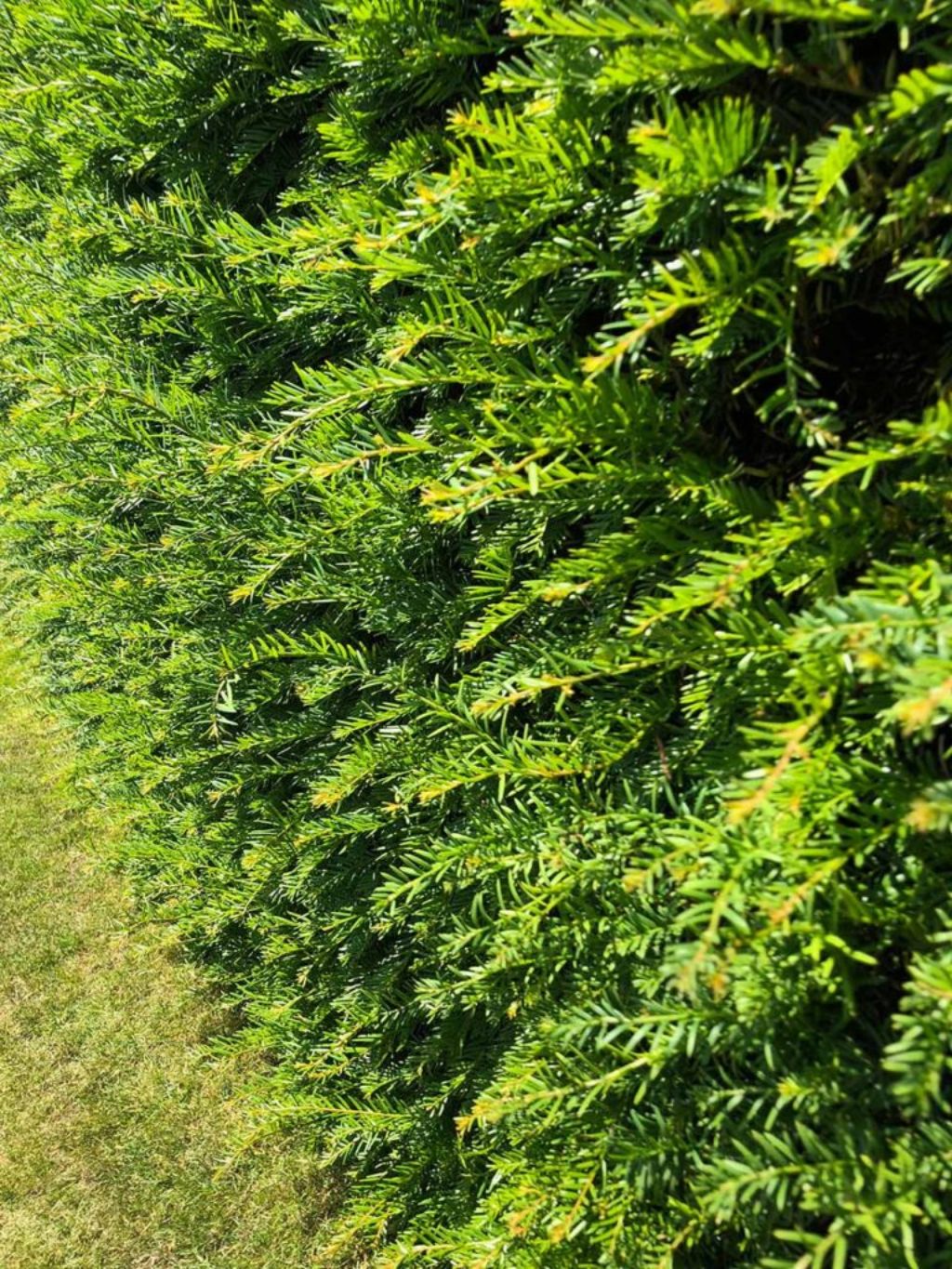 Yew Hedge – Marian Boswall Landscape Architects