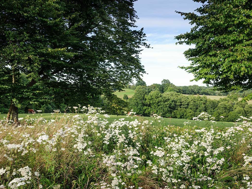 Natural Meadows By Marian Boswall – Marian Boswall Landscape Architects